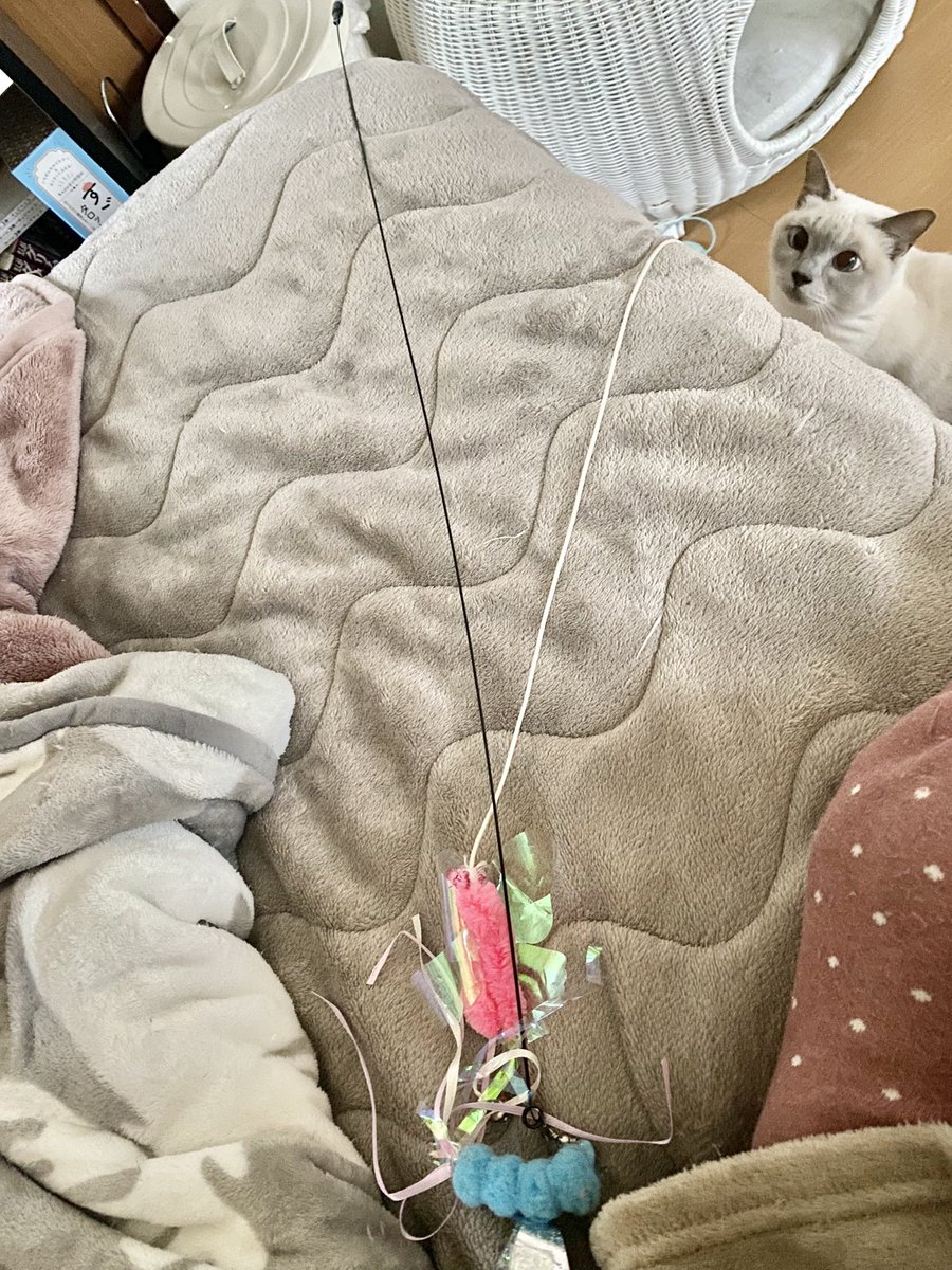 らむキャット専用 べじたりあん。 on X