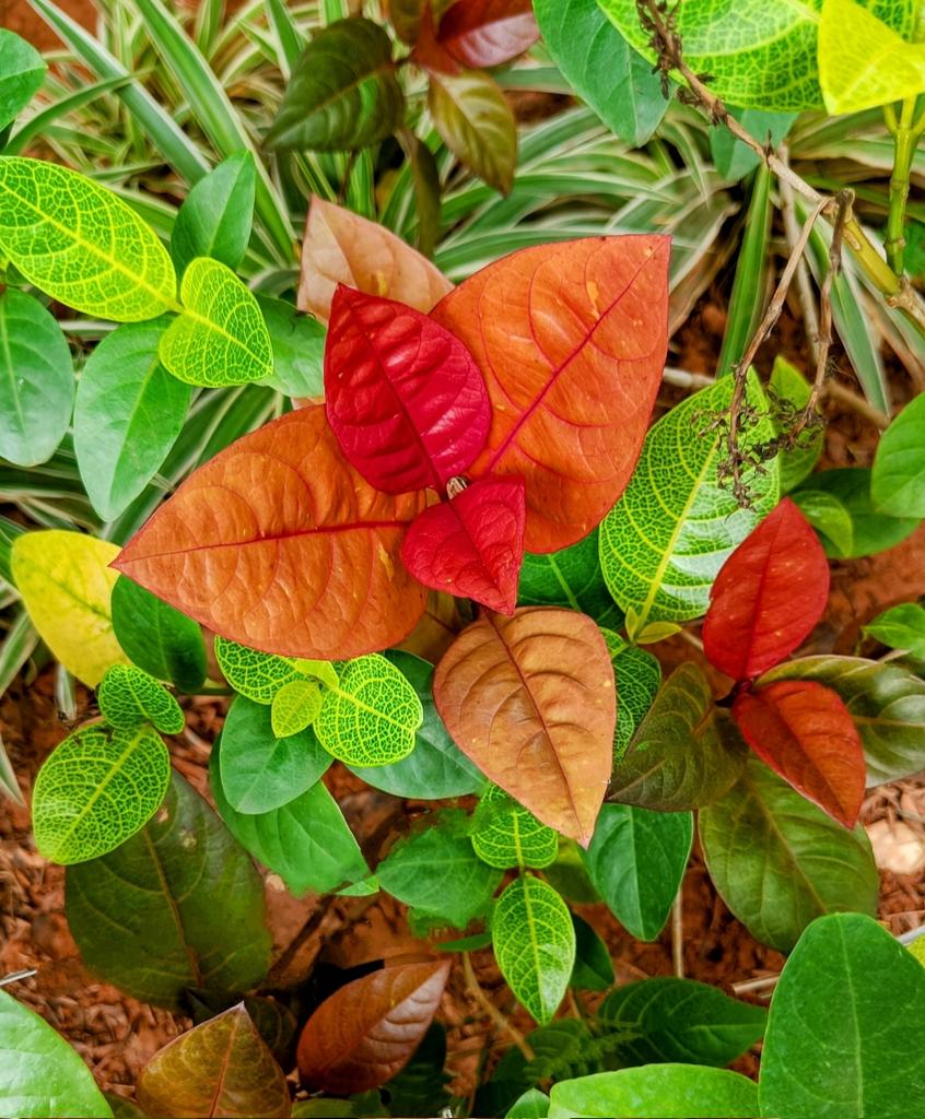 Bingo_mk's tweet image. Today’s Daily Picture Theme is &apos;Everything in focus&apos;

#DailyPictureTheme 
Every leaf  is #InFocus