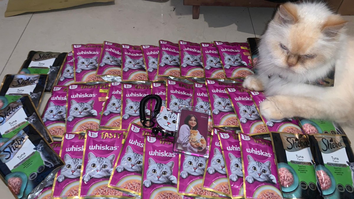 ahrifqiiids's tweet image. Terima kasih mama nya dino @_zeeasadel sudah collab sama whiskas, omi seneng dapet makan banyak 😋🤏🏻