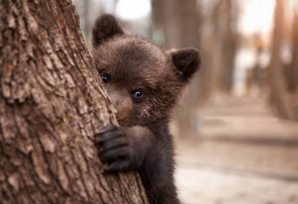 Karadext tweet media