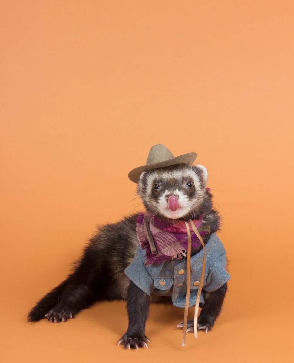 Ferret Every Hour (@ferretperhour) on Twitter photo 