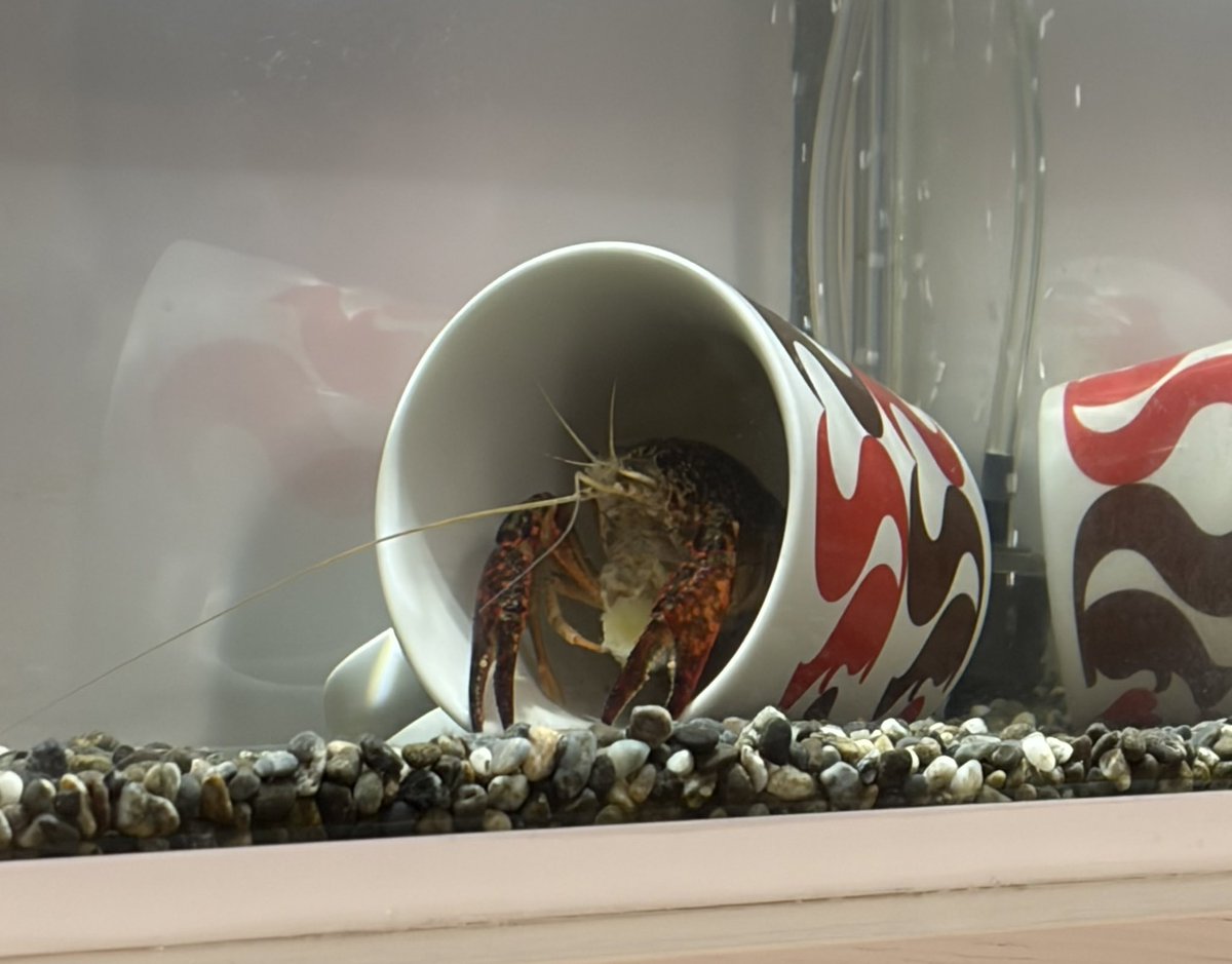 アメリカザリガニ