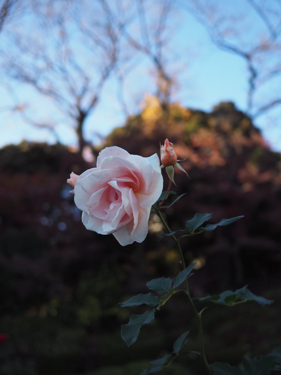 🪐配信リリースのお知らせ🪐

久々の新曲リリースのお知らせです。

タイトルは『Wildflower（feat. Norie Takahashi）』

メインボーカルにはアーティストユニットNibiで活躍中の高橋のりえさんをお迎えしています。
2025/11/19（水）より配信スタートします。