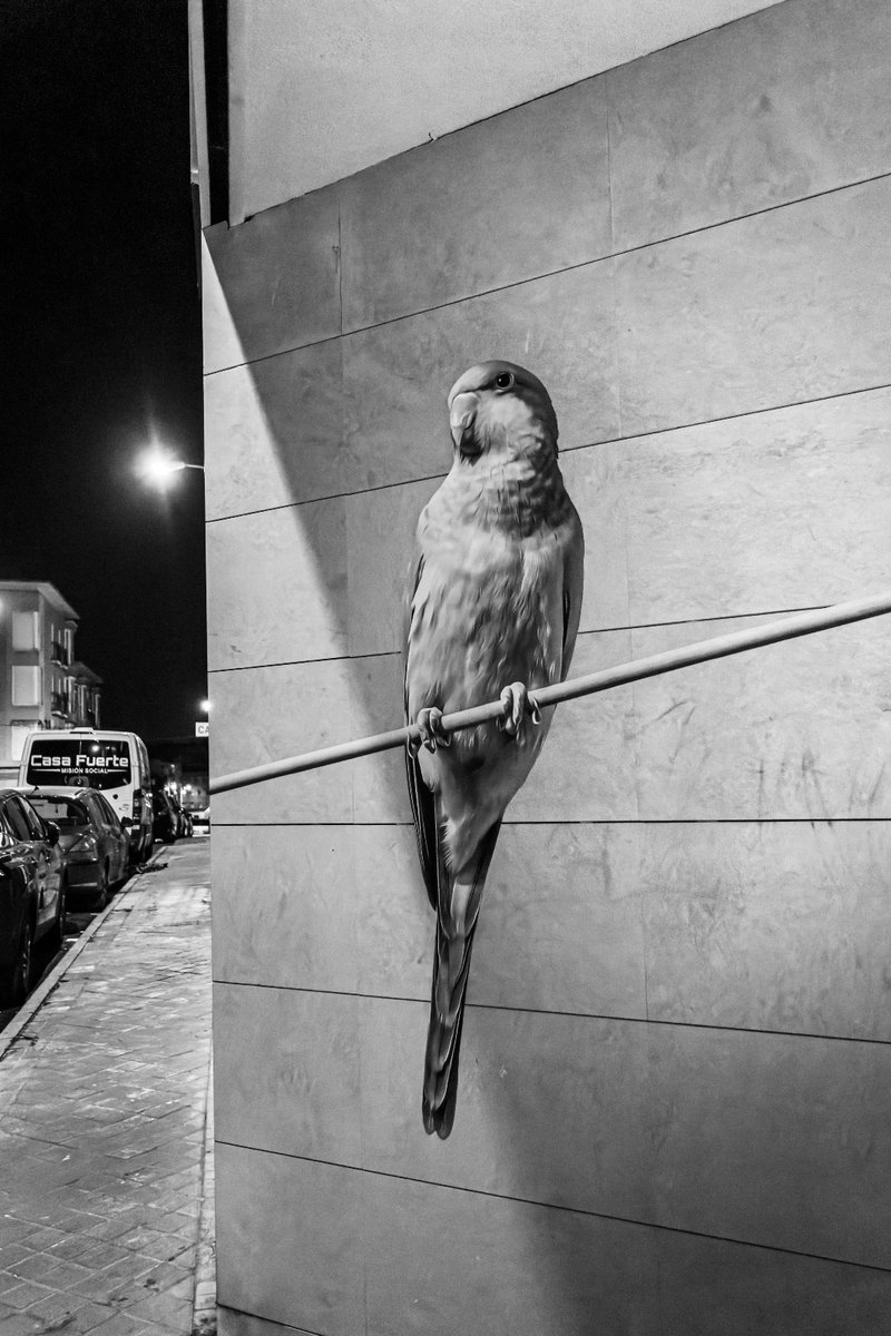 Colocamos el vinilo de una cotorra argentina en Carabanchel como denuncia a la “invasión” inmobiliaria que borra la memoria del barrio 🏙️

Hoy, es el único vinilo que sigue en pie.
Una metáfora cínica del mundo que habitamos.

📸 JC Quindós