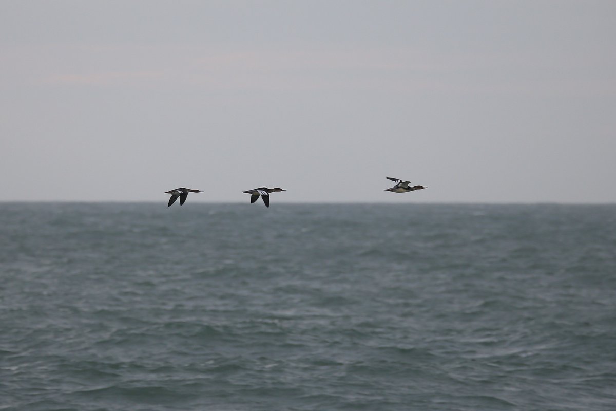 A raft of 21 Shags drifted east past Selsey Bill early this morning. Later a flock of Brent also headed east and 3 Red-breasted Mergansers went west. <a href="/SelseyBirder/">Selsey Birder</a>