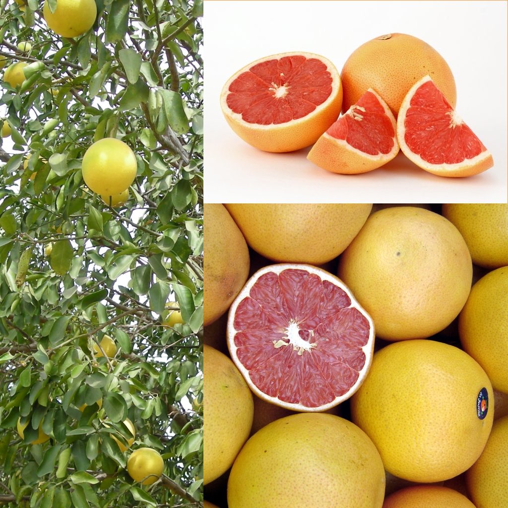 TPRathnayaka's tweet photo. @Snehalsays_03 Citrus Maxima https://t.co/zzDXmllLgv