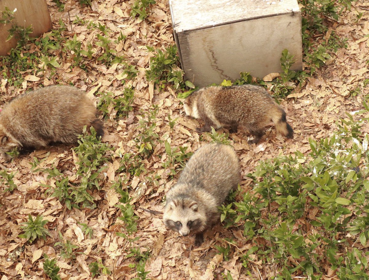 たぬきです。 2 peças de almofada de borracha para montagem de motor
