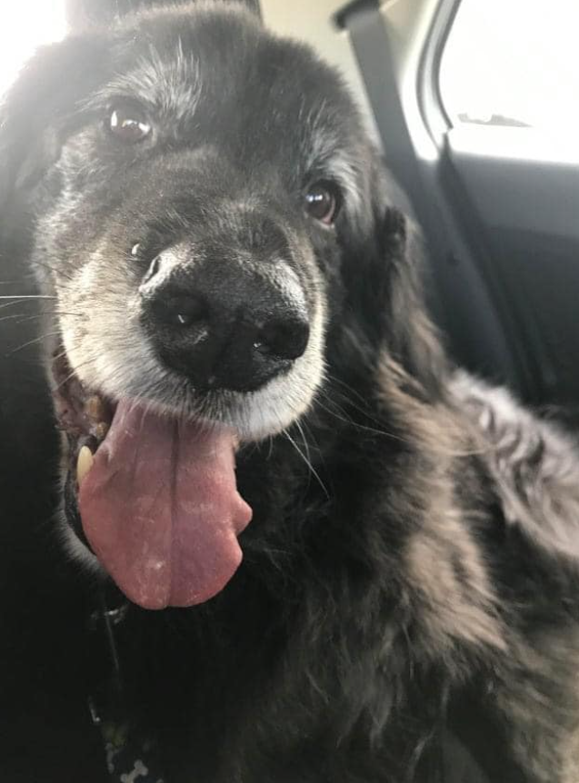 BestinDogs's tweet image. &quot;Today is extra special because this old man, who I was once told had a life expectancy of 8 years, turns 16 today! Happy Birthday Baxter Bear!&quot;
