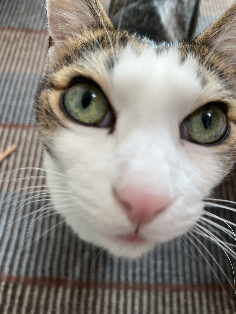 사람 참치캔 까서 참치비빔밥 해먹었다고 니꺼 아니라고 그만 뭐라해요