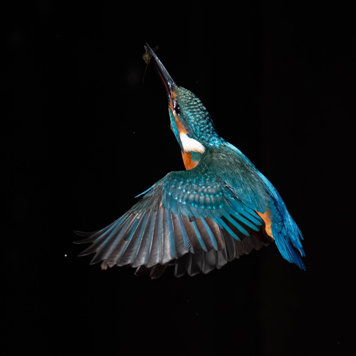 _lambda1992's tweet image. 『生気躍動』
​獲物と共に、力強く上昇するカワセミ。
まさに生命が躍動する瞬間を、切り取ることができました。

#カワセミ #これソニーで撮りました #SonyAlpha