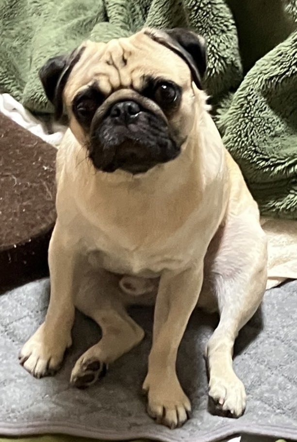 パグとおっさん (@pugtoossan) / Posts / X