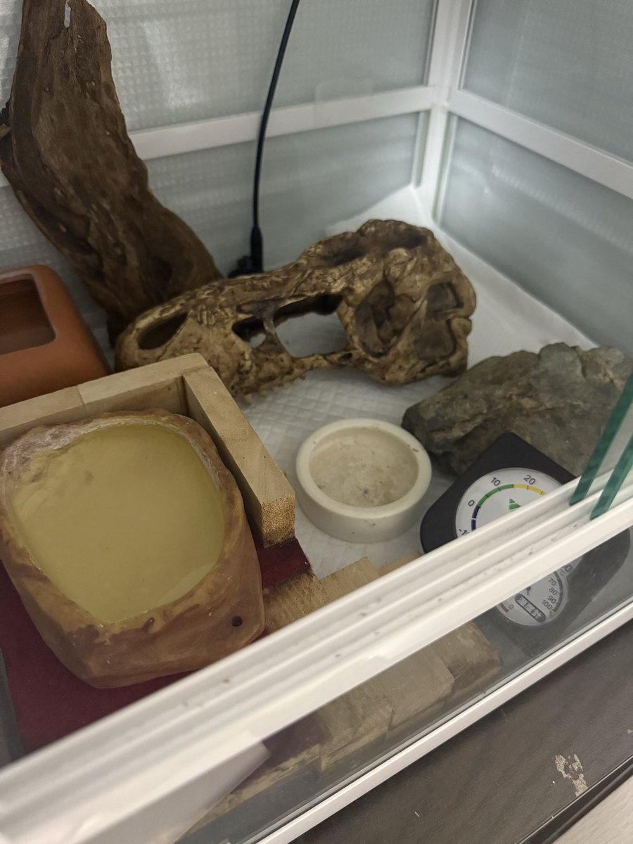 Y97psU's tweet photo. 人口餌でも餌皿に置き餌でちゃんと食べるうちのみかん優秀ね
本人映ってなくてすみません https://t.co/GB2izWPMNS