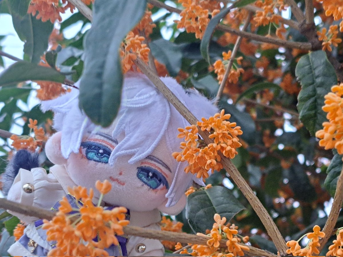 #𝔻𝕒𝕣𝕛𝕖𝕖𝕝𝕚𝕟𝕘𝕥𝕖𝕒 ꕤ︎︎