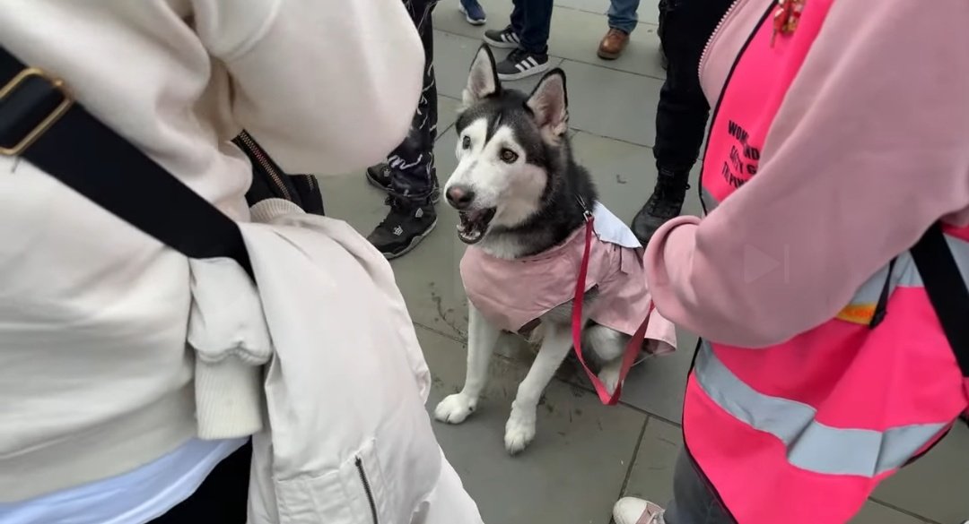 🚨 BREAKING: 100s OF PATRIOTS ARE BEGINNING TO SHOW UP OUTSIDE PARLIMENT TO DEMAND KEIR STARMER RESIGNS 🇬🇧 

THE PINK LADIES HAVE JOINED THE PROTEST THIS MORNING AS MORE AND MORE PEOPLE BEGIN TO GATHER❗️

THE BRITISH PEOPLE HAVE HAD ENOUGH ⚠️