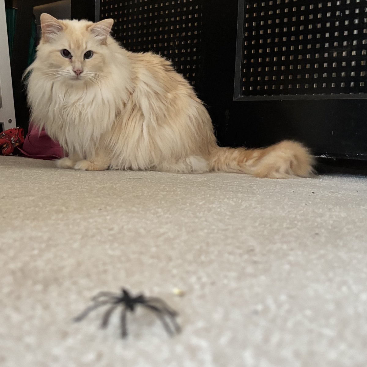 SignorDexter's tweet image. Italian word of the day IS…. 🇮🇹

RAGNO 🕷️ (“ran-yo”)

‘A big spider!’

‘In ragno grande!’ 🙀