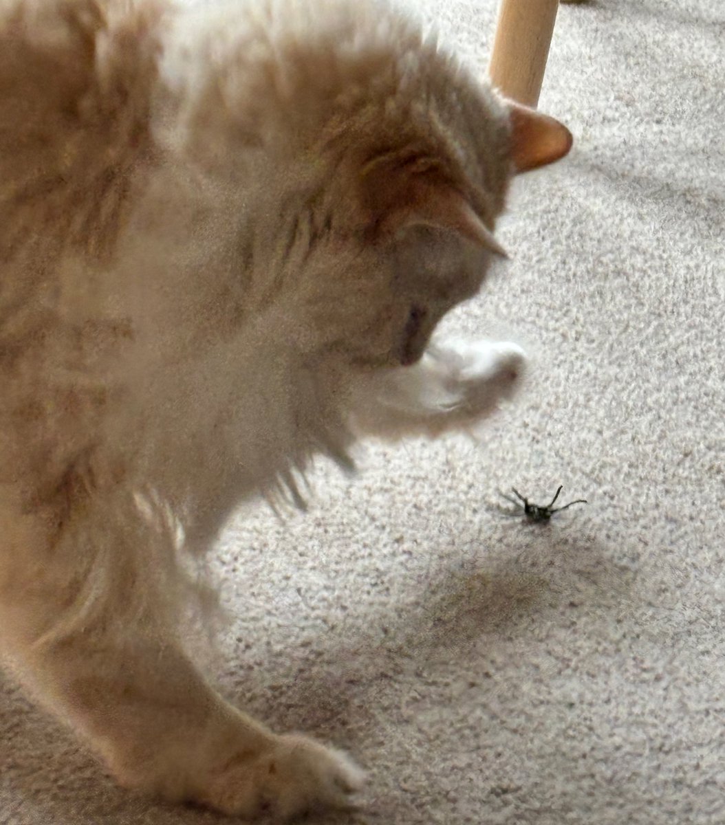 SignorDexter's tweet image. Italian word of the day IS…. 🇮🇹

RAGNO 🕷️ (“ran-yo”)

‘A big spider!’

‘In ragno grande!’ 🙀