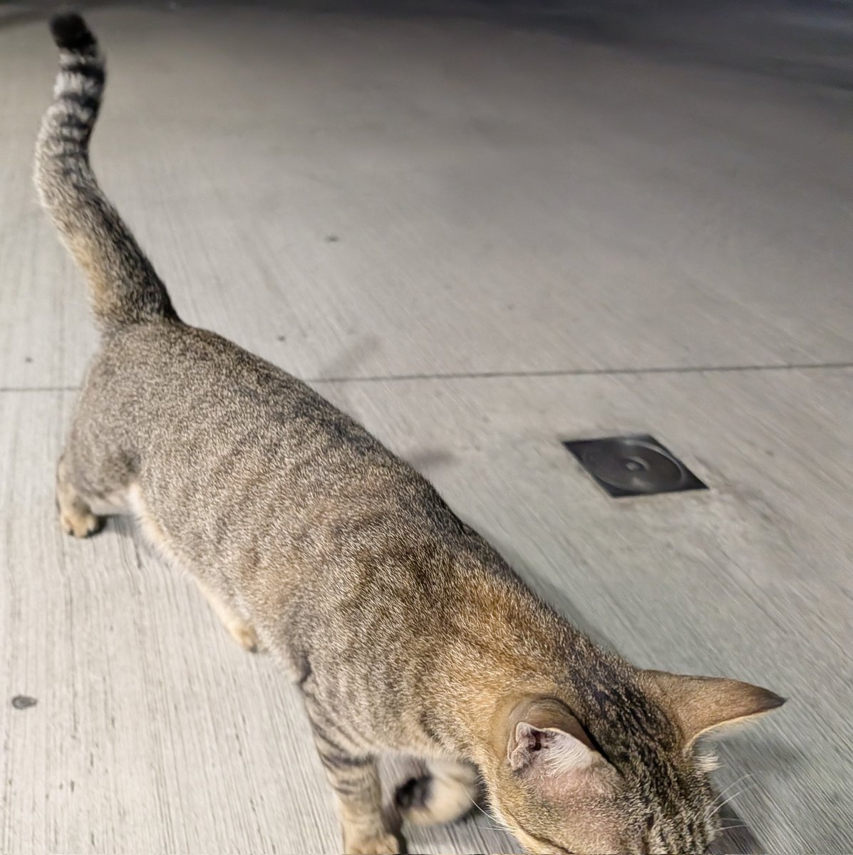 にゃページ テツ on X