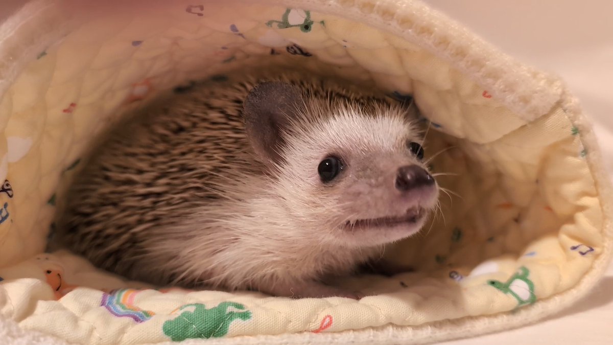 ハリネズミ☆郵便屋さん ハリネズミ