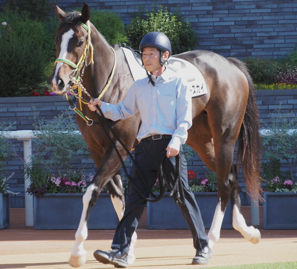 2178❣️ 瑪瑙　馬　唐馬　戦闘馬 et-coquine on X