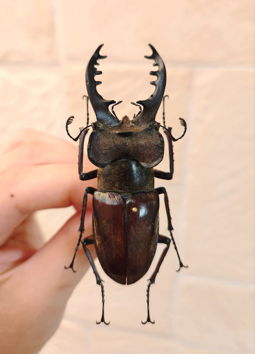 Lucadybo tweet media