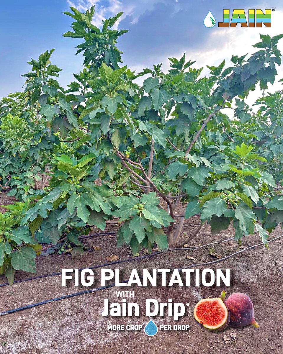 JainIrrigation's tweet image. From precision roots to perfect fruits, Jain Irrigation nurtures every fig with care, science, and sweetness 🍯 🌰

Water Savings upto 70%
Yield increase upto 230% 

Adopt Jain Technology TODAY for a sweeter and better TOMORROW ✅