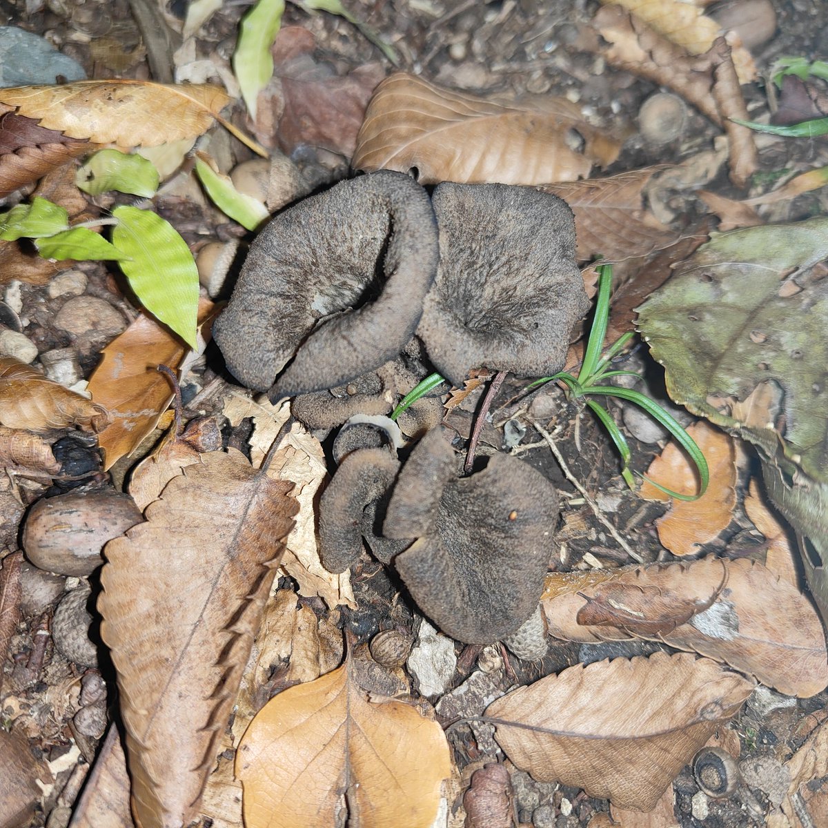 クロラッパタケ