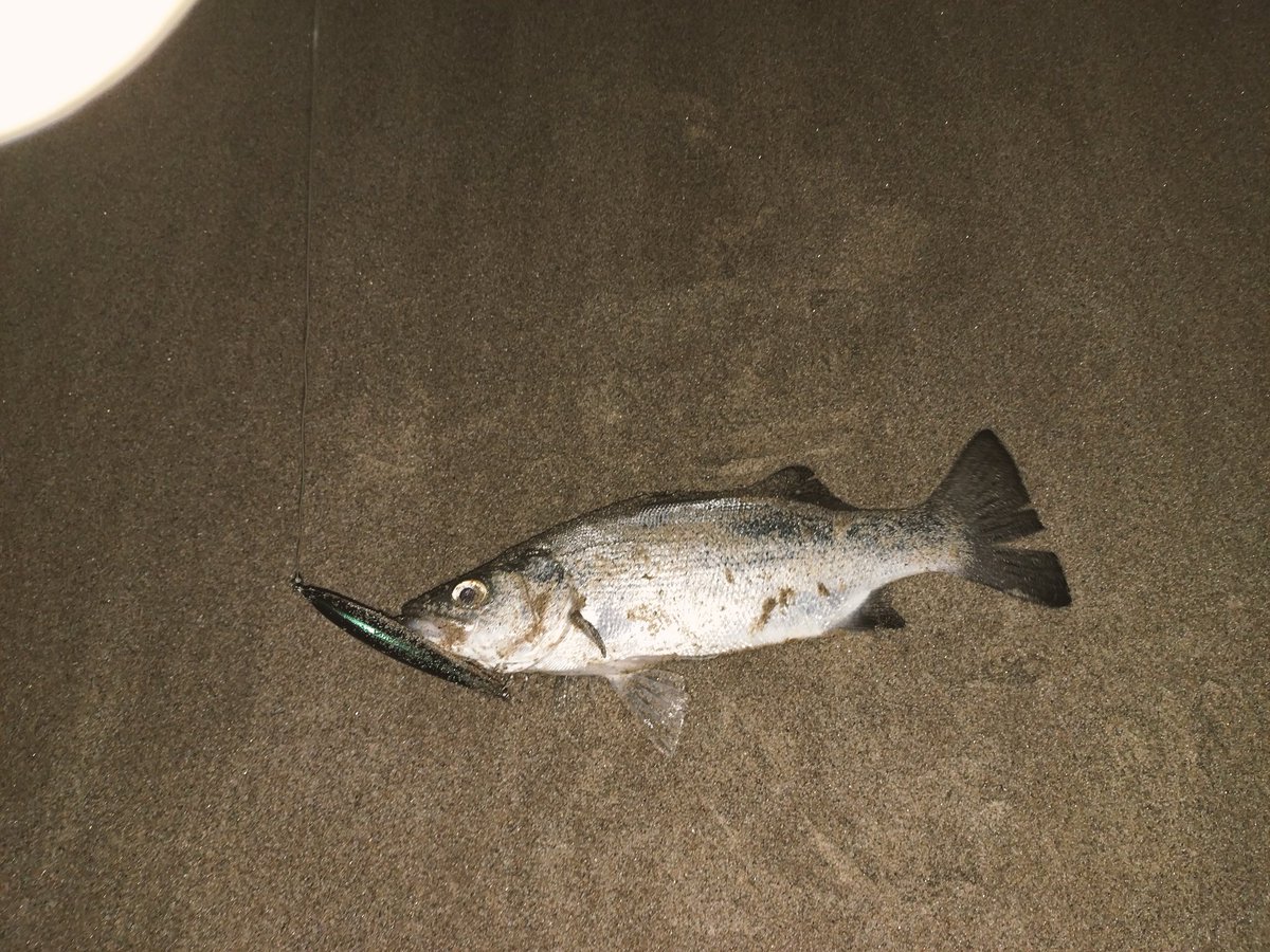 Channel s fish 6'0\" 手渡し Channel s fish 6'0