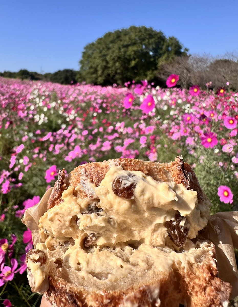 Ajfo98Sh's tweet image. ふっと思う
好きな物や事、、私はmont-bellの
モンタ君やネコバスが好き❣️

伊勢神宮様と明治神宮様⛩️の鈴
一度聞いて欲しいな❣️

観葉植物も好き❣️この場所が好き❣️
そして今日のお昼パン
コスモスとラムレーズンサンド😋

ありがとうございました✨

#モンベル 
#ネコバス 
#観葉植物 
#秋桜