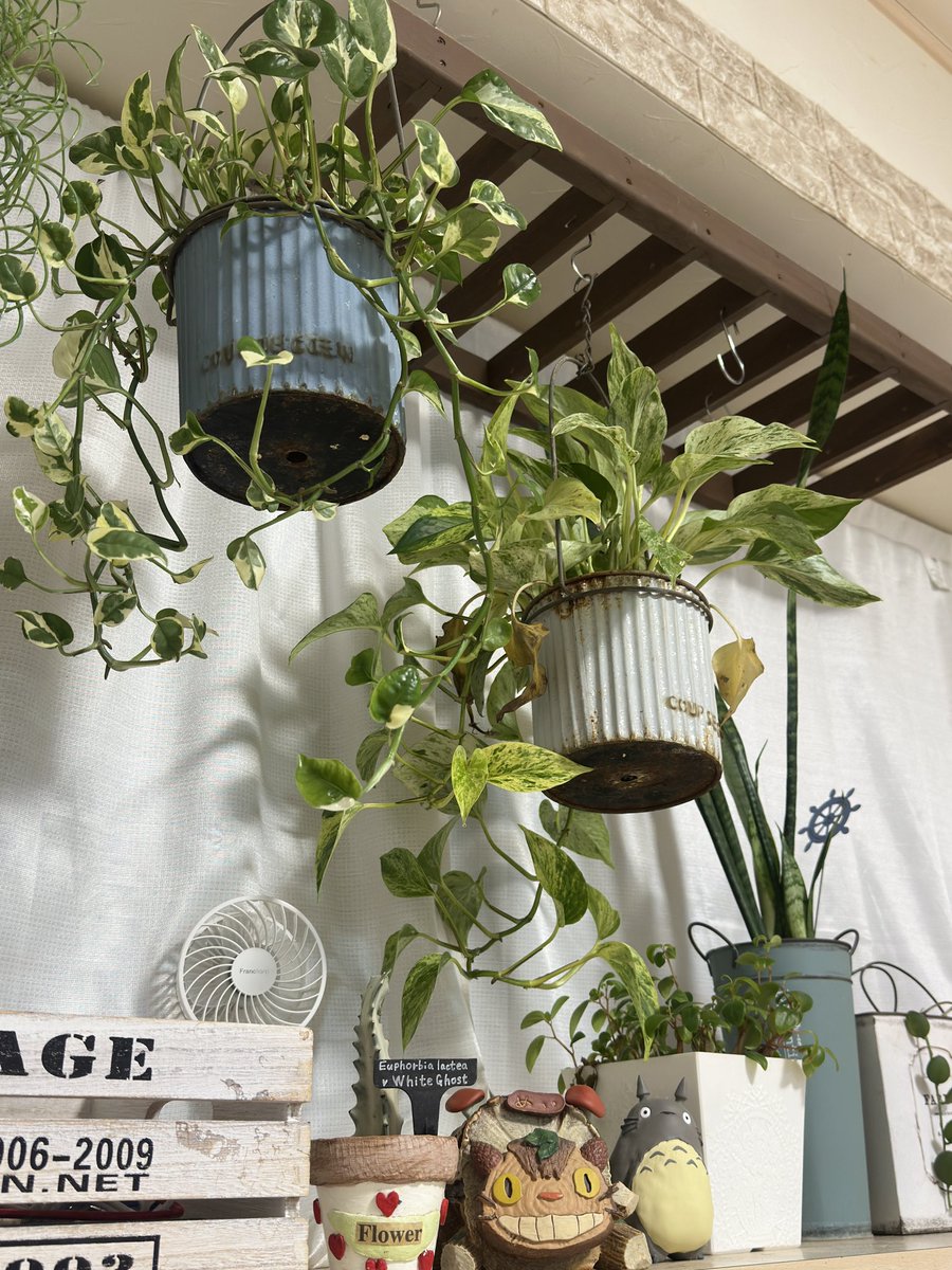 Ajfo98Sh's tweet image. ふっと思う
好きな物や事、、私はmont-bellの
モンタ君やネコバスが好き❣️

伊勢神宮様と明治神宮様⛩️の鈴
一度聞いて欲しいな❣️

観葉植物も好き❣️この場所が好き❣️
そして今日のお昼パン
コスモスとラムレーズンサンド😋

ありがとうございました✨

#モンベル 
#ネコバス 
#観葉植物 
#秋桜