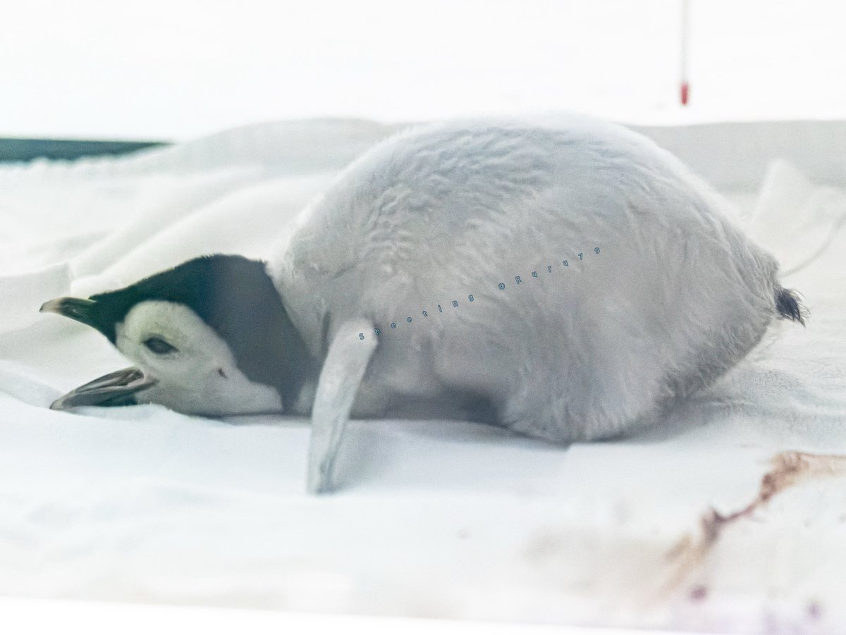 るるなっく (@ruru79) / Posts / X