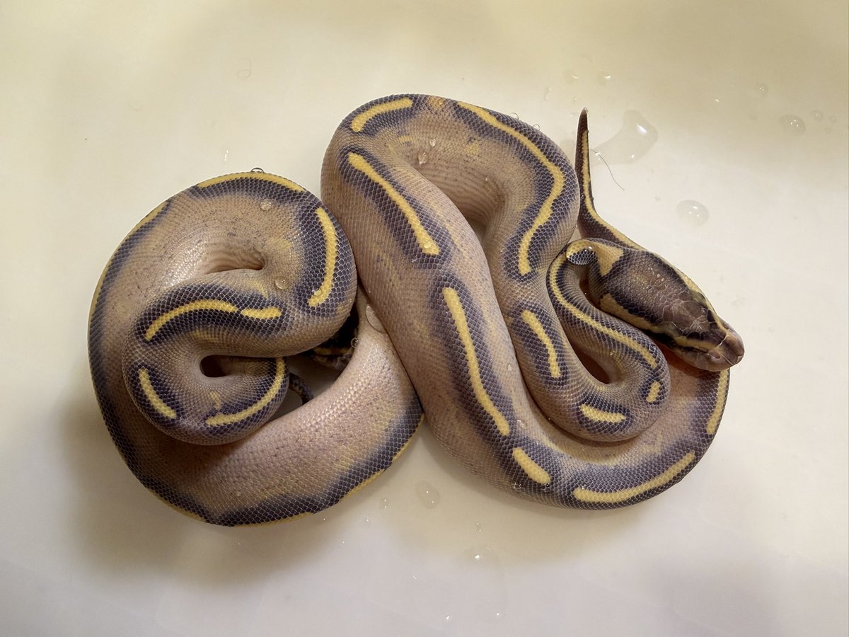 Python_regius44's tweet image. ハイウェイ可愛いやん︎（◜𖥦◝ ）