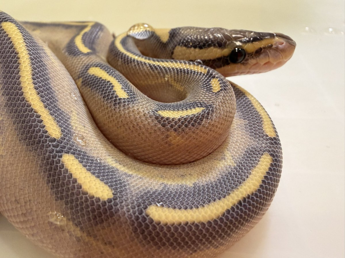 Python_regius44's tweet image. ハイウェイ可愛いやん︎（◜𖥦◝ ）