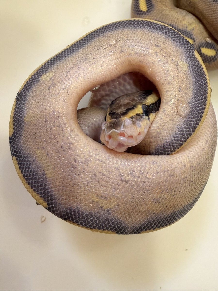 Python_regius44's tweet image. ハイウェイ可愛いやん︎（◜𖥦◝ ）