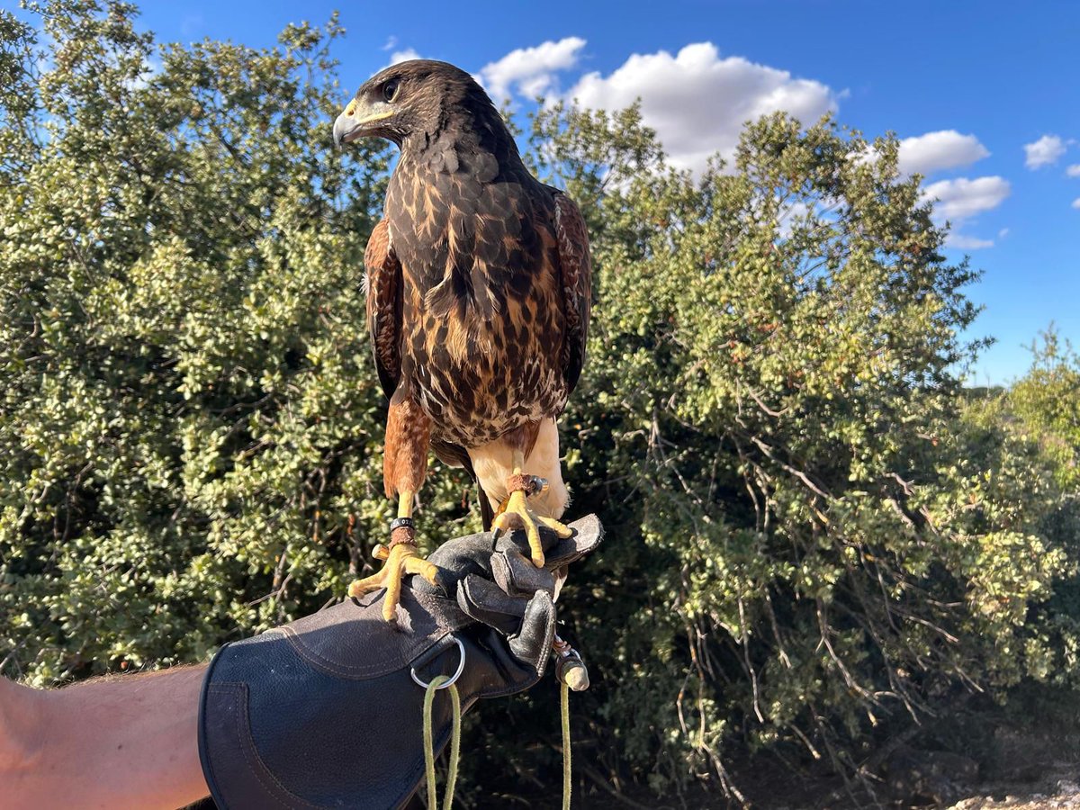 🦅 Celebramos el 𝐃𝐢́𝐚 𝐈𝐧𝐭𝐞𝐫𝐧𝐚𝐜𝐢𝐨𝐧𝐚𝐥 𝐝𝐞 𝐥𝐚 𝐂𝐞𝐭𝐫𝐞𝐫𝐢́𝐚, Patrimonio Cultural Inmaterial de la Humanidad desde 𝟐𝟎𝟏𝟎. Con 𝐉𝐨𝐫𝐠𝐞 𝐂𝐚𝐬𝐭𝐚𝐧̃𝐨, halconero <a href="/Atleti/">Atlético de Madrid</a> , y la ayuda de 𝐌𝐢𝐠𝐮𝐞𝐥 𝐁𝐨́𝐯𝐞𝐝𝐚 <a href="/cetreriacampeza/">Ctro.CetreríaCampeza</a> ⏬
shorturl.at/j8Zen
