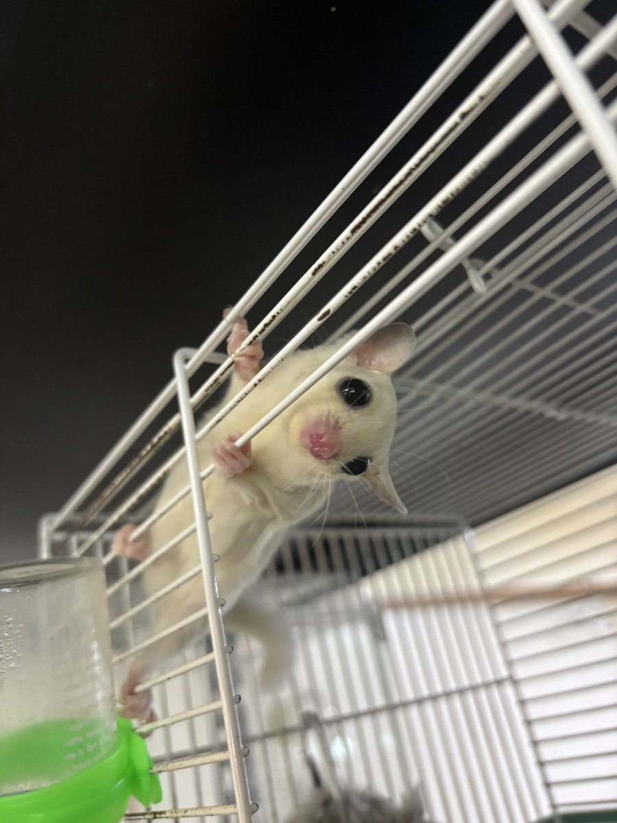 ちっちゃいものクラブ@11/9JH岡山 11/16JHつるやホール on X