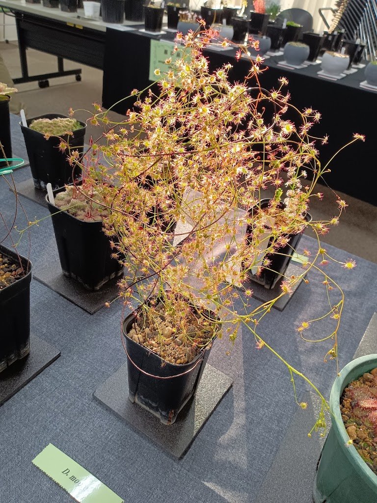 kid-r 花 kid-r 花 kid-r 花 Matte White and Black Cherry Blossom-Kawasaki ZX