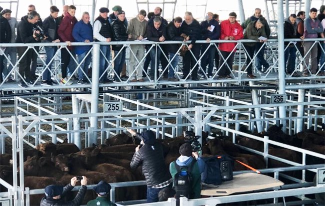 Análisis ganadero🐮🥩
 
Suba de los precios de la hacienda: hasta cuándo y cuánto “tira” la tendencia alcista de estos días

➡️ agroverdad.com.ar/2025/11/suba-d…

 #40AñosAV #AgroTitular #AgroCordoba #agro #campo #ganaderia #carnes #hacienda