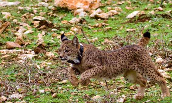 La_UPM's tweet photo. ¿Cómo se adapta el lince ibérico a nuevos territorios? Un estudio internacional liderado por la #UPM desvela qué decisiones toman los linces, una información clave para asegurar el futuro de la especie.
🔗https://t.co/fvqjeKHwfH
#somosUPM #investigaciónUPM @MontesUPM https://t.co/2GtbVtSxlI