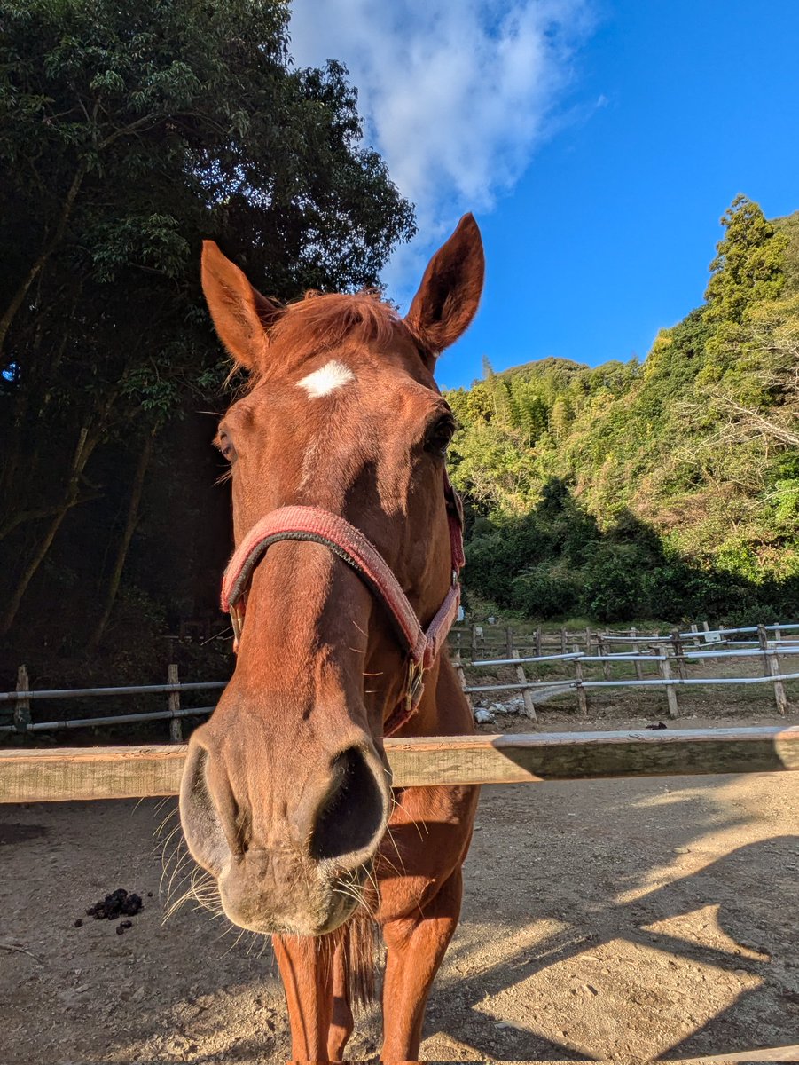 今日も一日お疲れ様！ #トゥインクル #オースミダイドウ