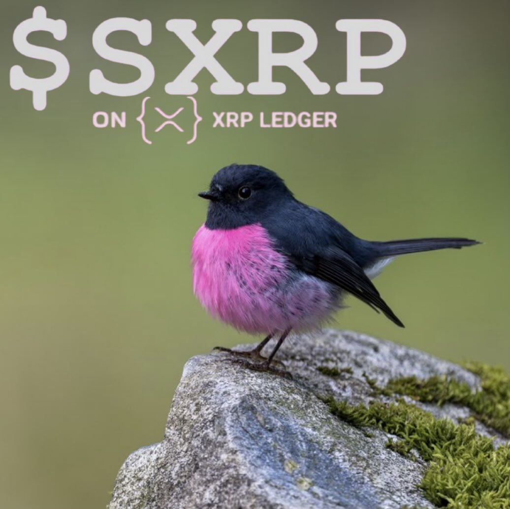 Safe4WorkSEXRP's tweet photo. Let’s Fly! $SXRP

#Bird #photography #pink #xrp https://t.co/YfG0tk02GI