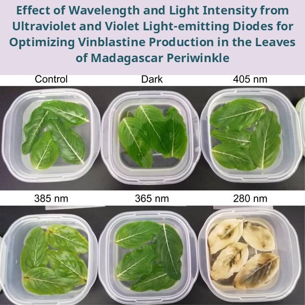 ASHS_Hort's tweet image. Vinblastine is clinically used as an #anticancer therapy. Researchers studied the influence of light quality and intensity on vinblastine accumulation in periwinkle and found that the concentration was maximized at 25 or 50 W·m−2 using 385-nm LEDs. 
doi.org/10.21273/HORTT…