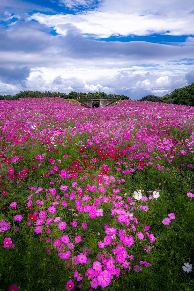 日本賛歌　NIPPON SEEN FROM THE AIR（写真集） 日本賛歌 NIPPON SEEN FROM THE AIR（写真集） ZEN FOTO GALLERY