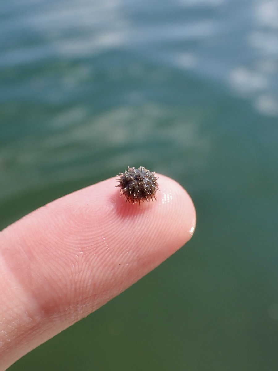 🦀 (@sino_non08) / Posts / X