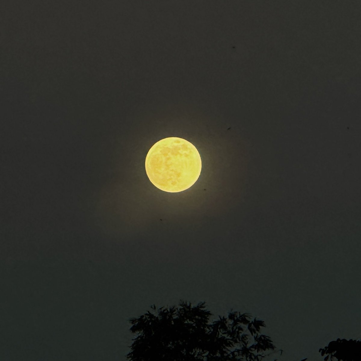 คืนของไอร่า🌕
.
.
พระจันทร์วันเพ็ญ
.
#ลอยกระทง