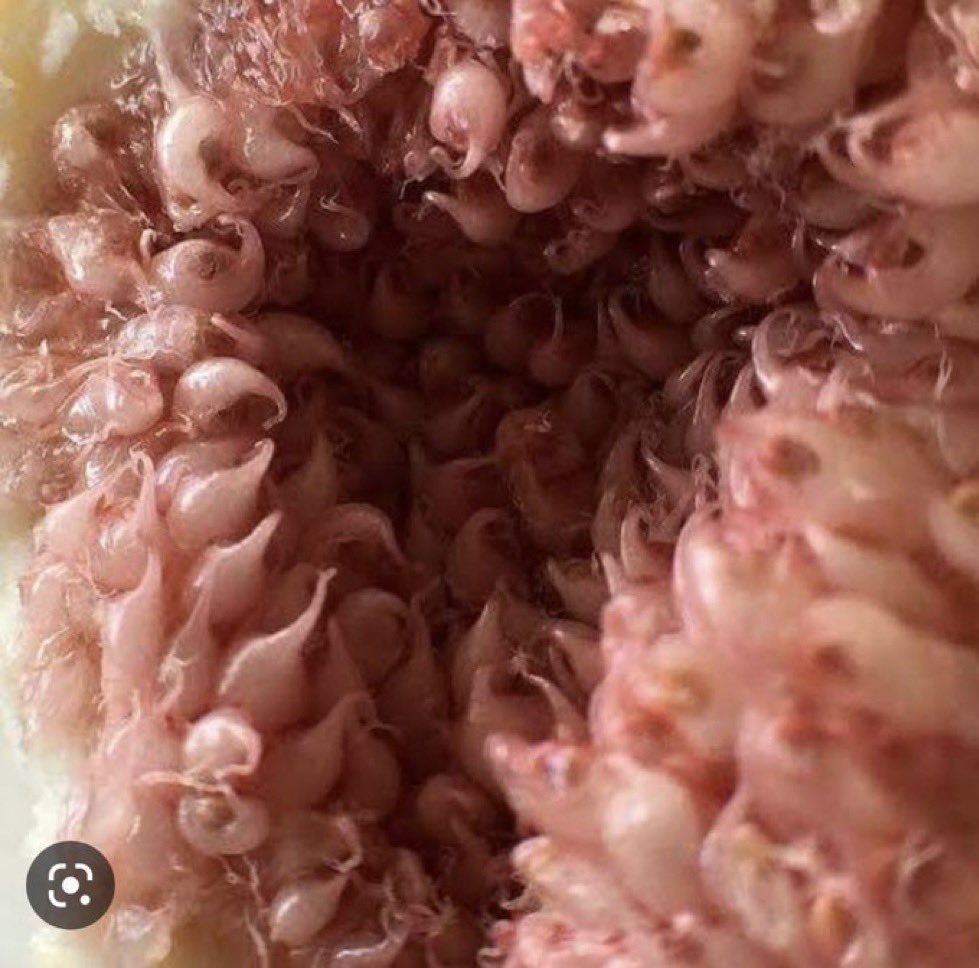 Guys what’s this plssss