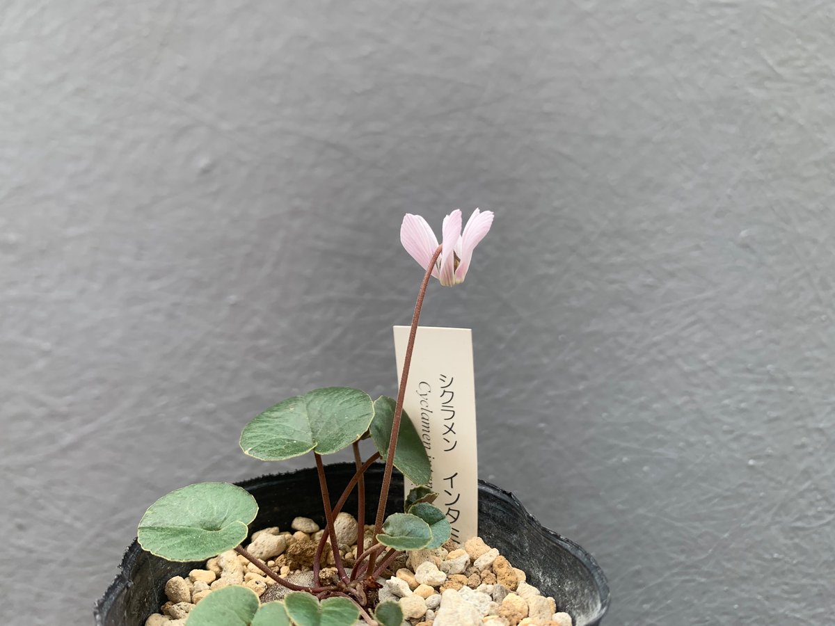 berry ꕤ︎︎·͜·様　　琉球*海花のたね berry ꕤ︎︎·͜·様 琉球*海花のたね berry ꕤ︎︎·͜·様 琉球*海花の