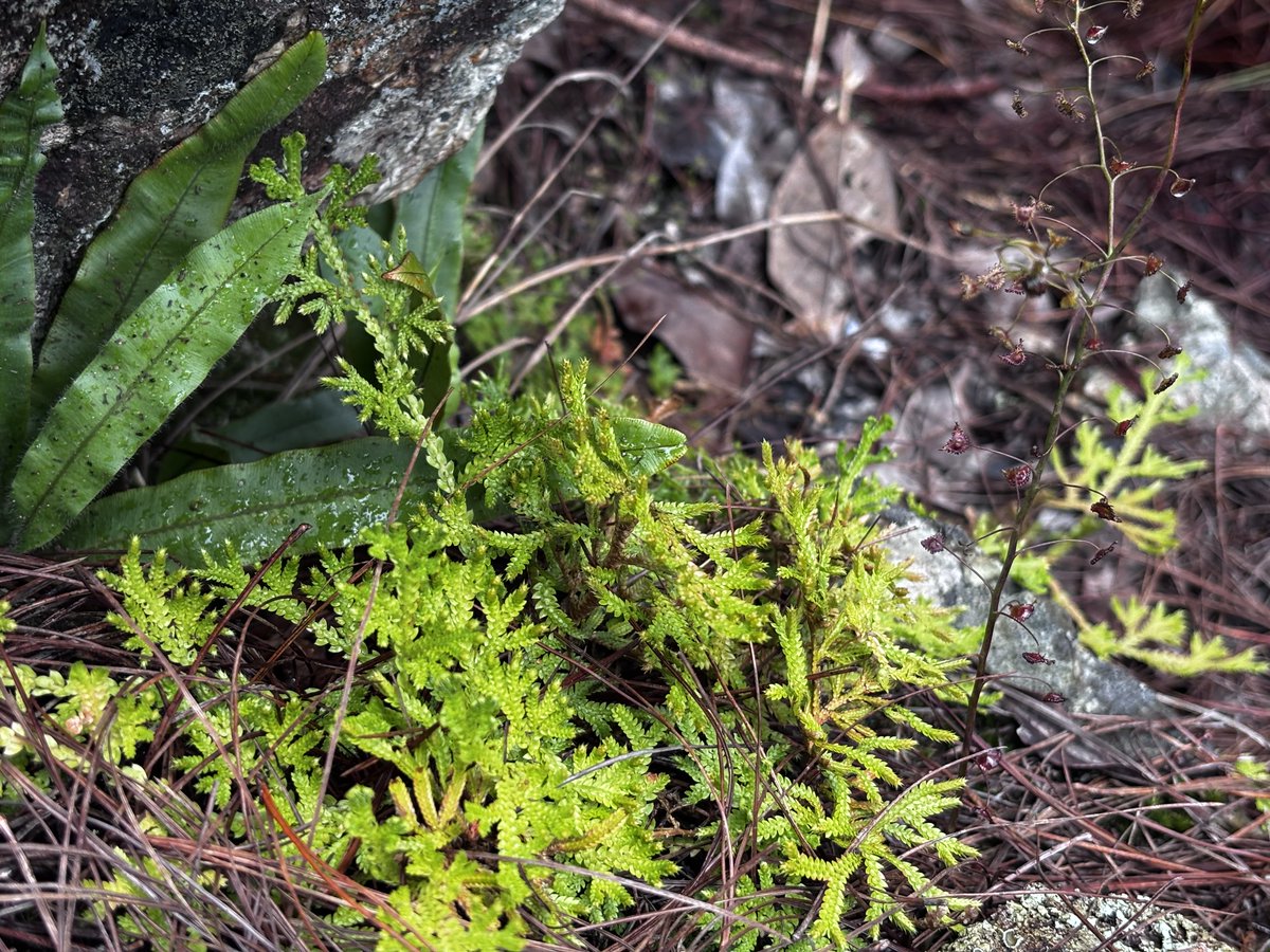 トイ吉園芸 on X