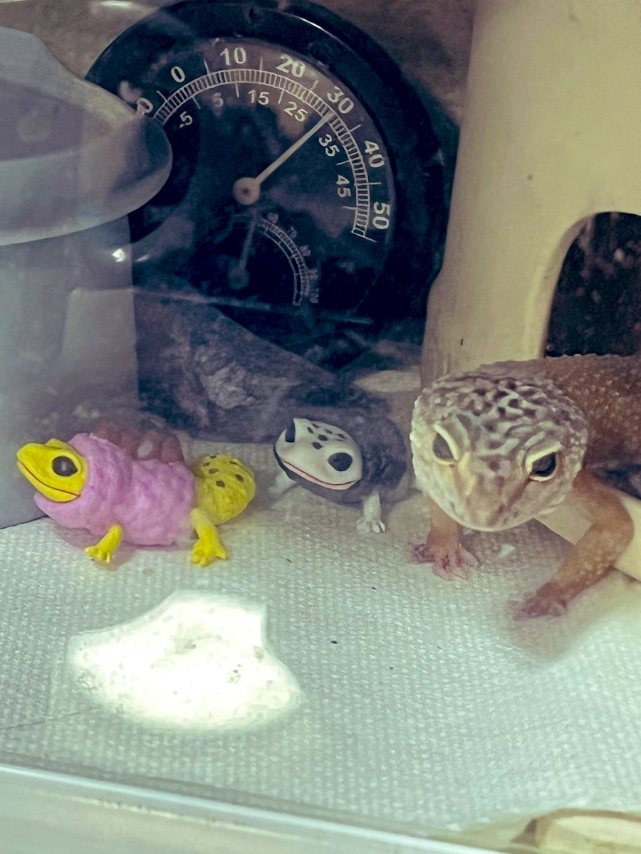 ムラムラチェリー a.k.a ムラチェ卍 on X