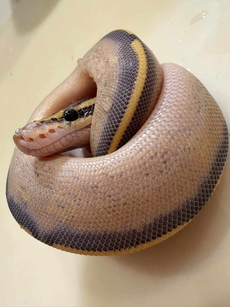 Python_regius44's tweet image. 67crew嫁はこーゆー子好き。