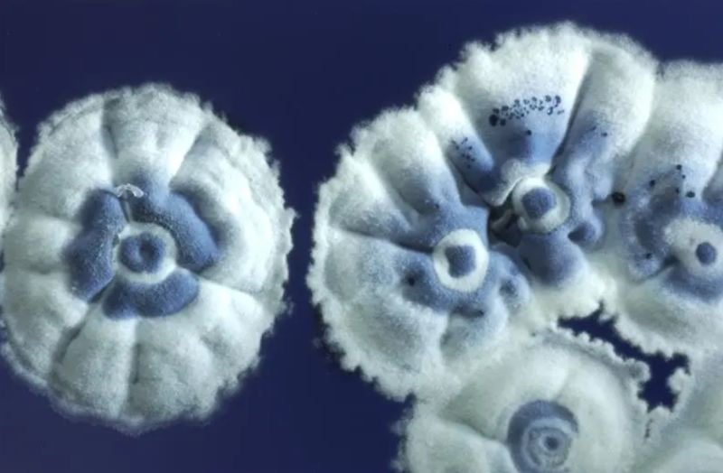 maneeshpaul's tweet image. Innovation in science may lead to happy accidents often, but it&apos;s more than just luck. As Louis Pasteur said, &quot;Chance favors only the prepared mind.&quot; A recent study on antibiotics is a perfect example.

Researchers weren&apos;t trying to find a new super-antibiotic. They were just…